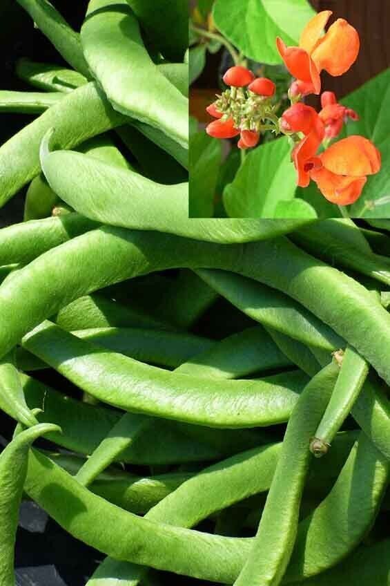 Beans Scarlet Runner