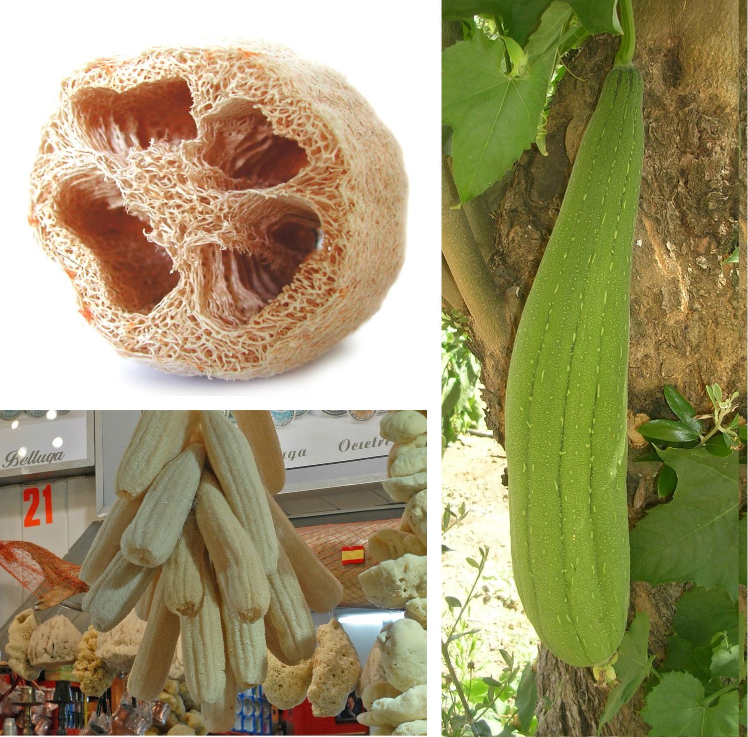 Luffa