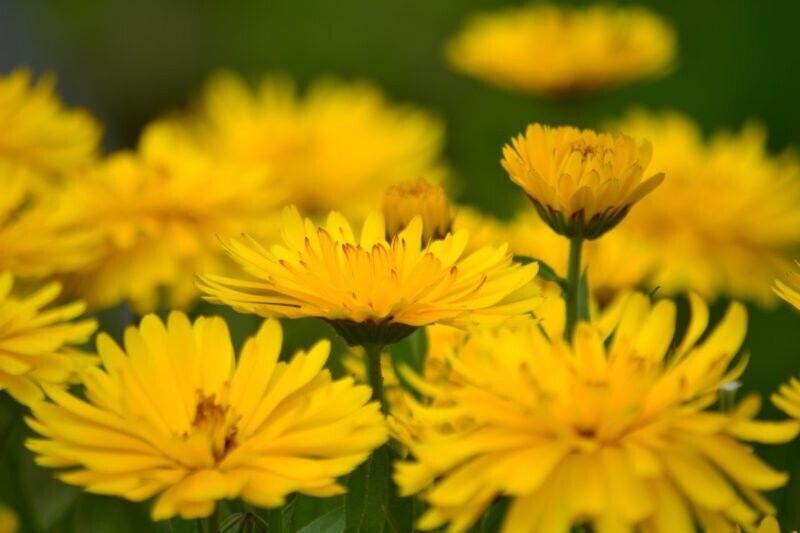 Calendula - Herbs- Culinary and Medicinal