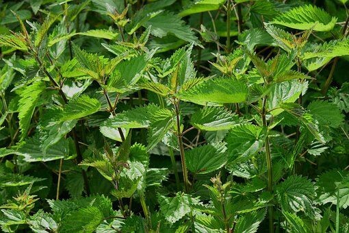 Stinging Nettle - Herbs- Culinary and Medicinal