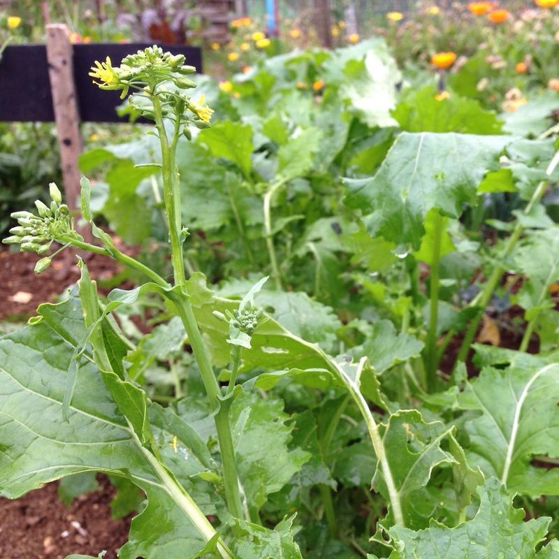Cima Di Rapa