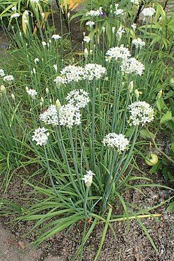 Garlic Chives