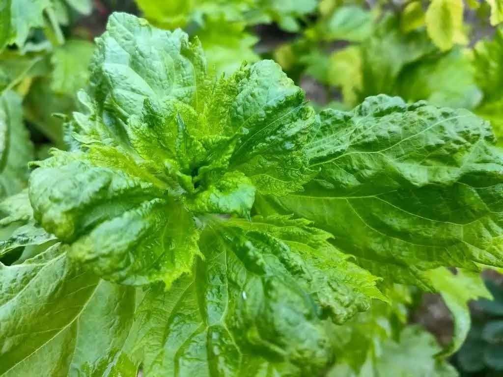 Perilla Shiso Green - Japanese Mint