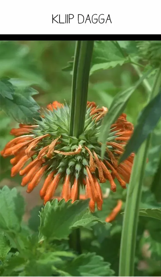 Klipp Dagga (Lions Tail).