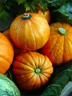 Pumpkin Golden Nugget