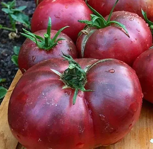 Cerokee Purple- Tomato