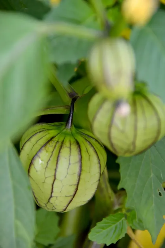 Tomatillo Verde Puebla