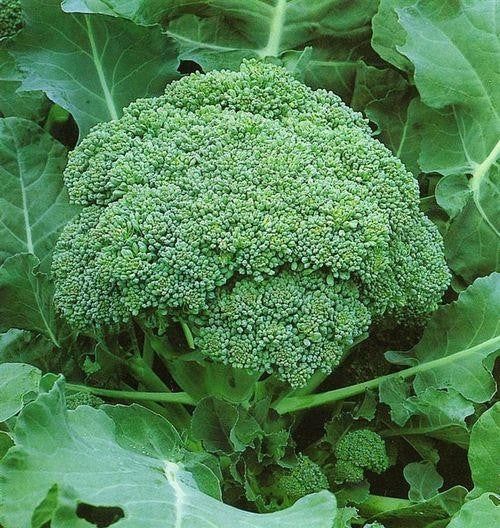 Broccoli Calabrese