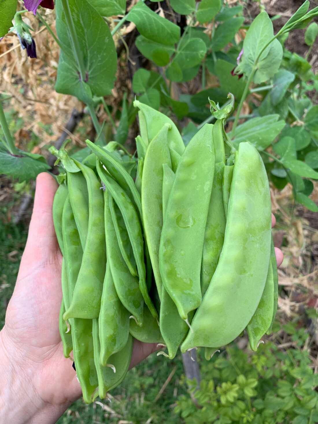 Snowpea - Yukomo Giant
