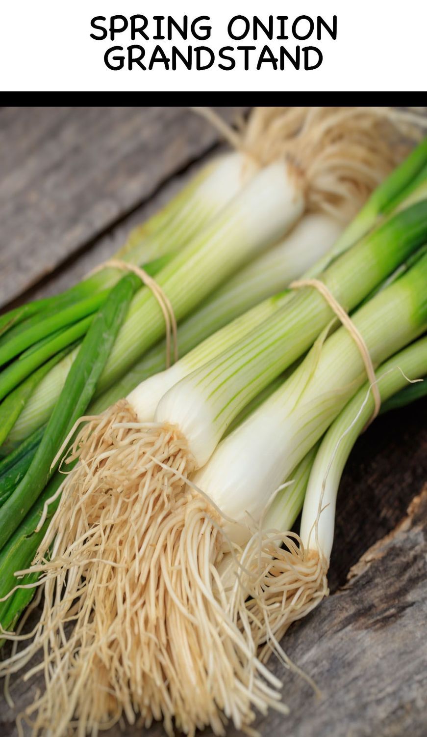 ​SPRING ONION