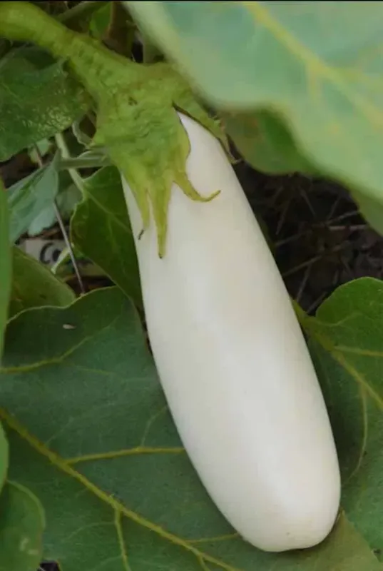 EGGPLANT: CASPER / FRENCH WHITE