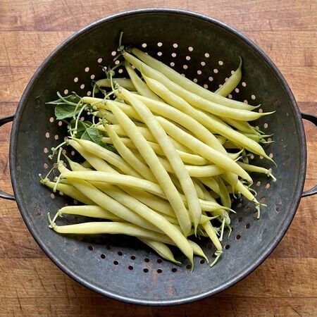 Cherokee Wax Bush Bean