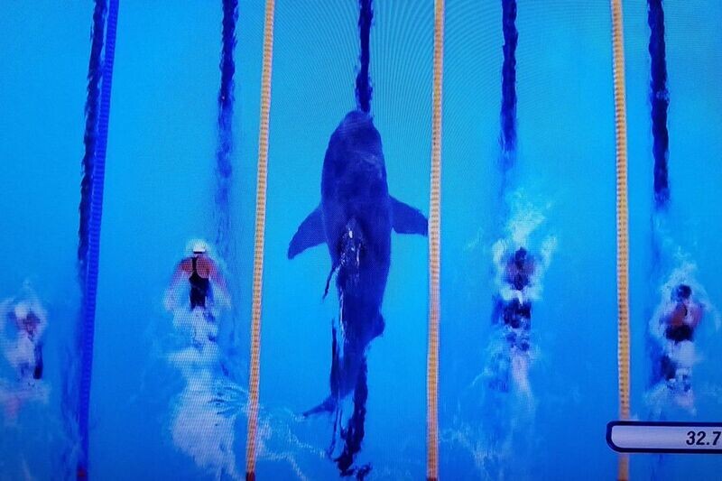 Shark Race