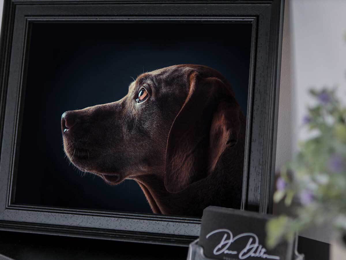 Pet Package,  Including Framed Image