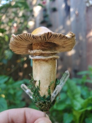 Crystal Mushroom Planter Pal