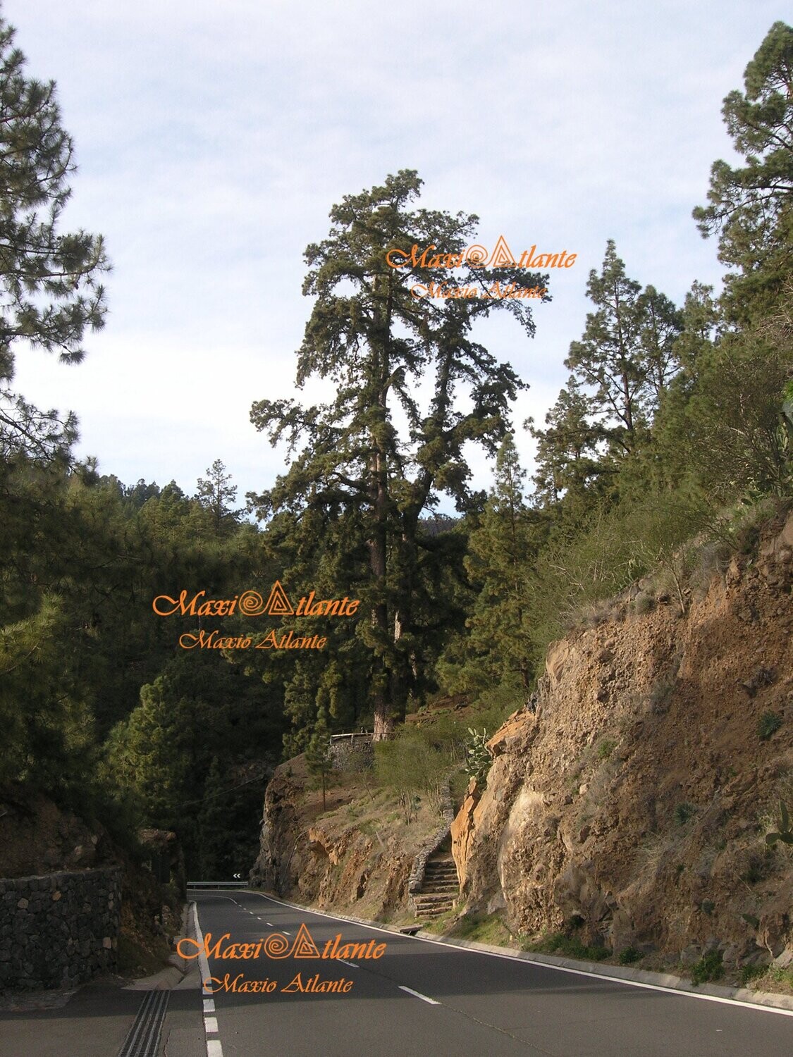 Pinos de Vilaflor01