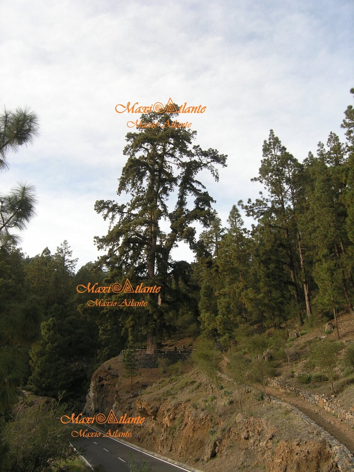 Pinos de Vilaflor02