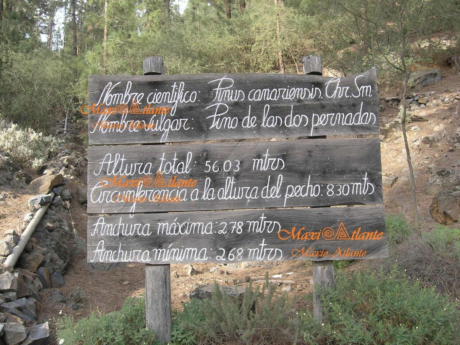 Pinos de Vilaflor04