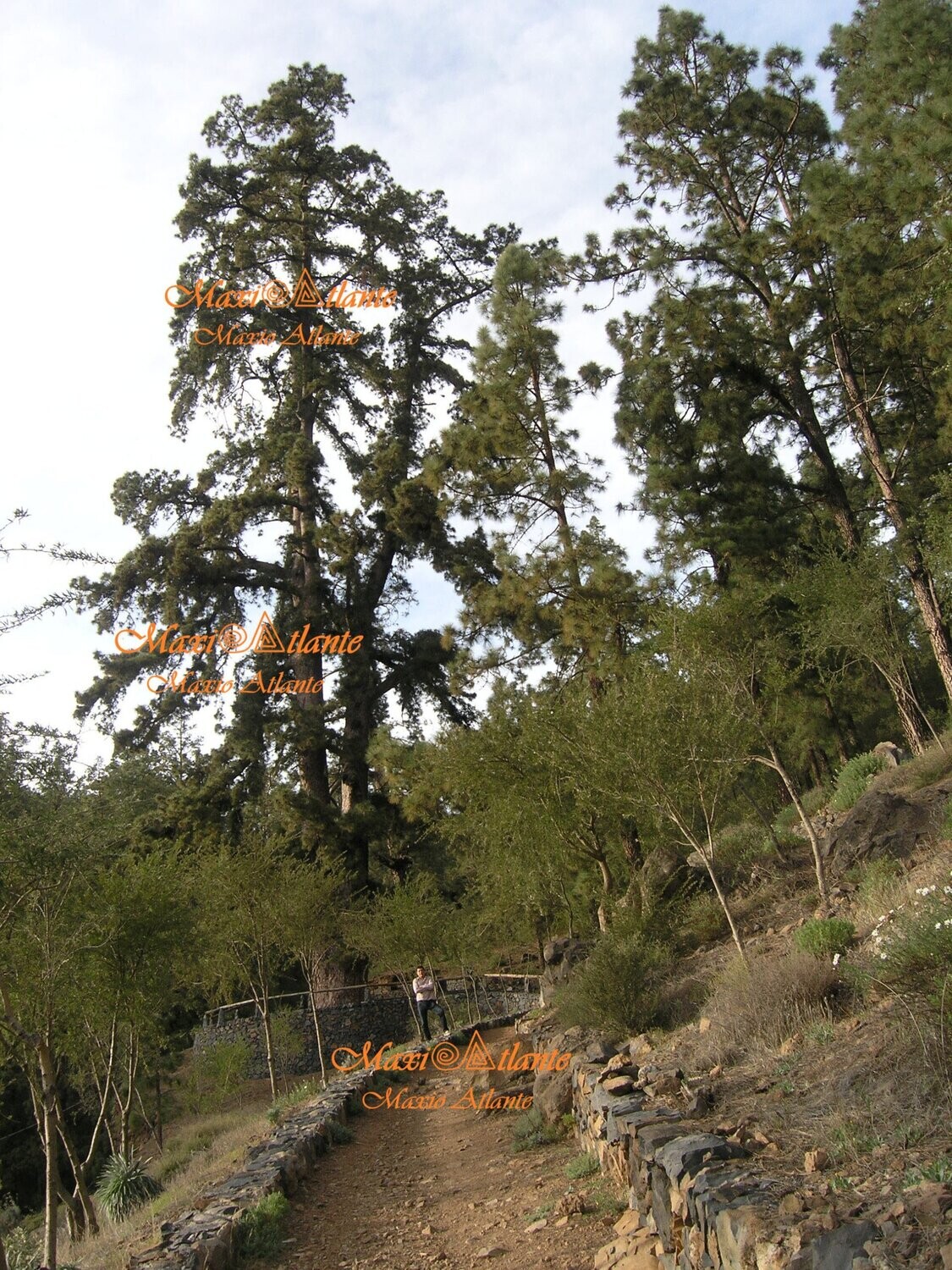 Pinos de Vilaflor03