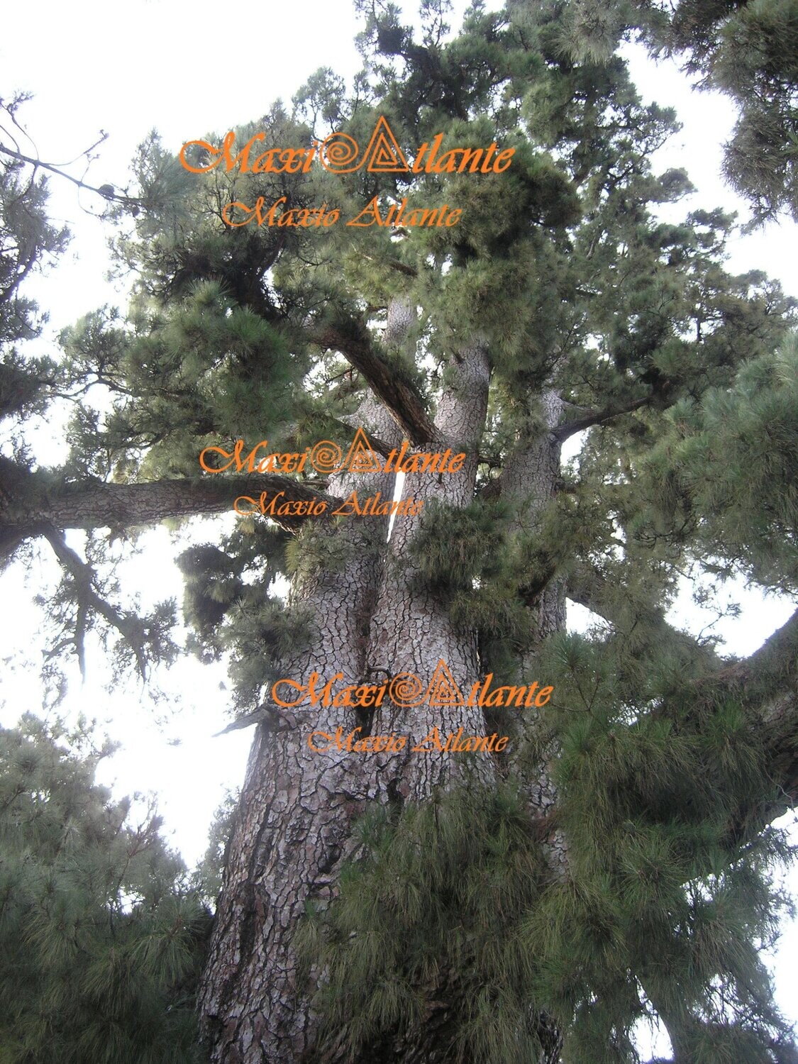 Pinos de Vilaflor10