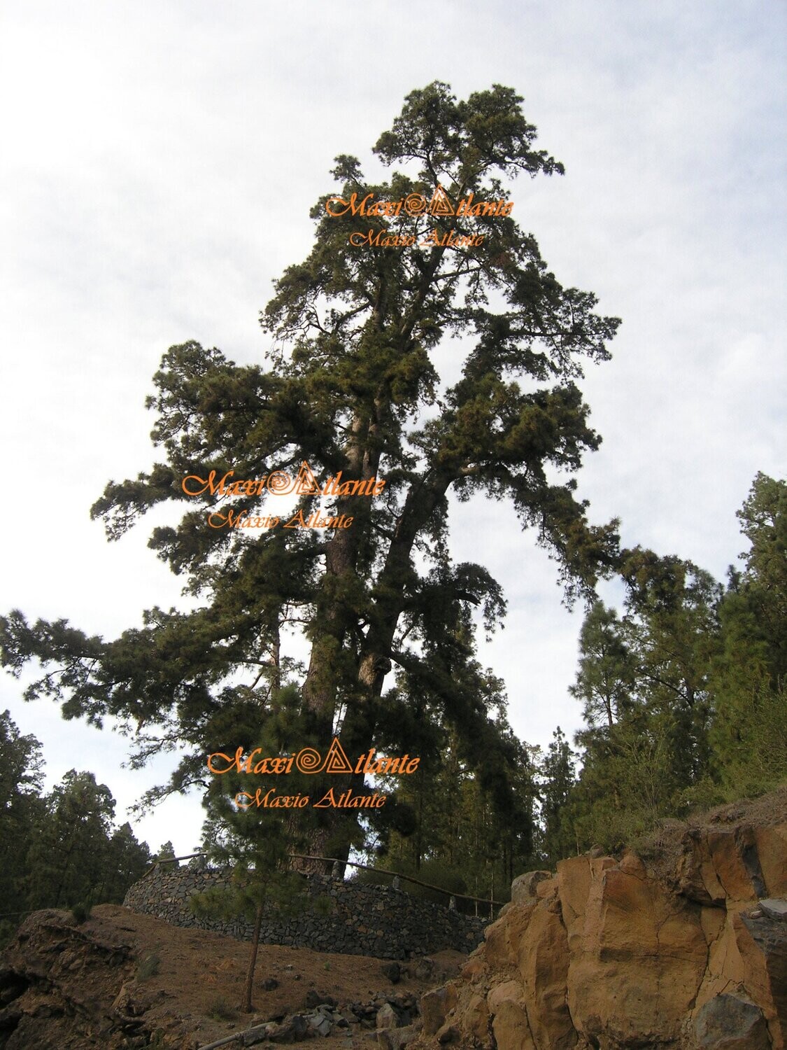 Pinos de Vilaflor05