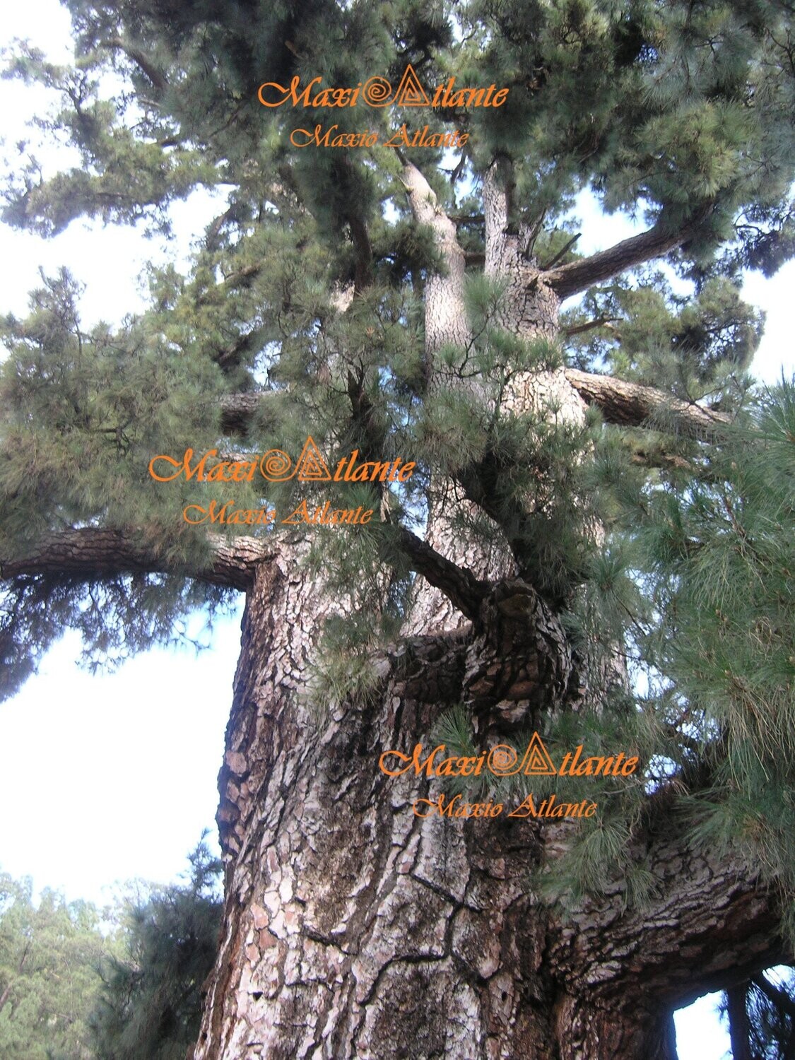 Pinos de Vilaflor12
