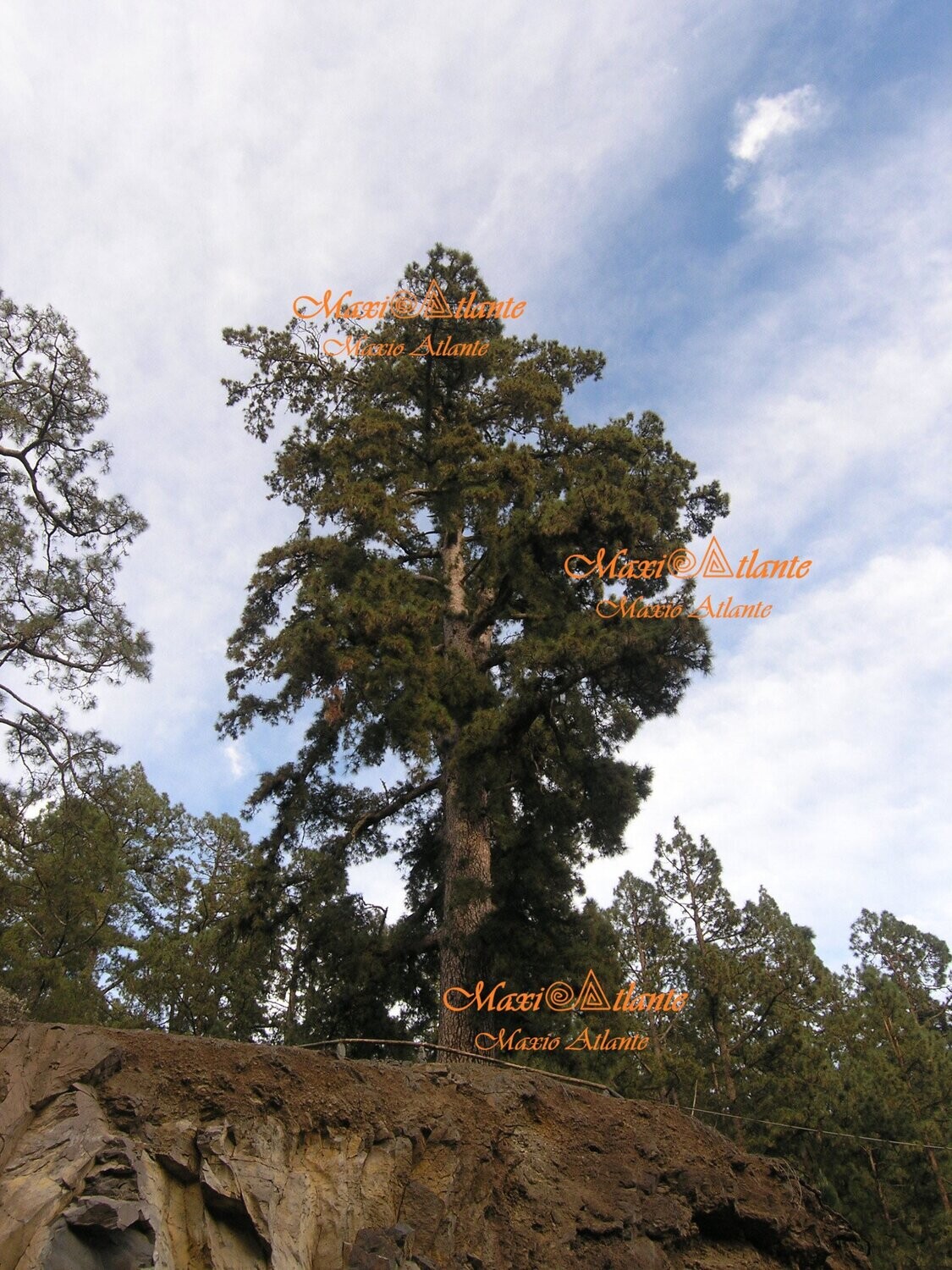 Pinos de Vilaflor07