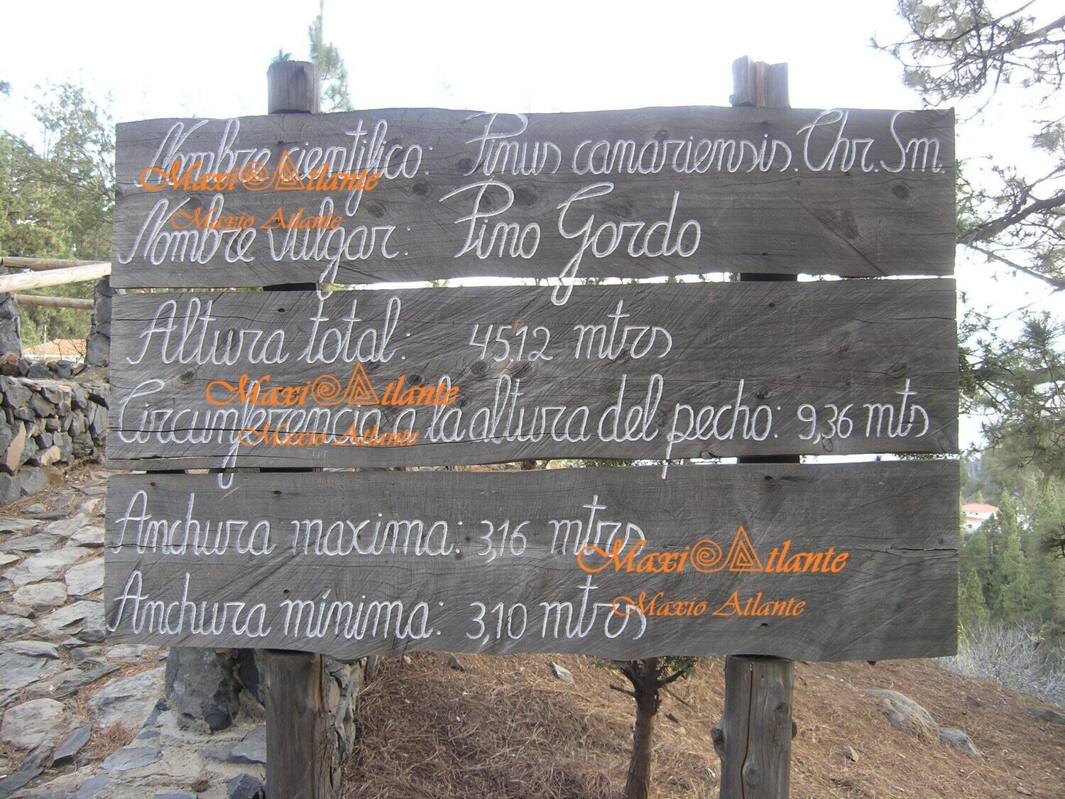 Pinos de Vilaflor09