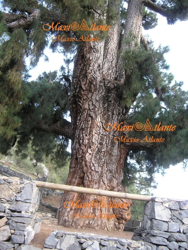 Pinos de Vilaflor13