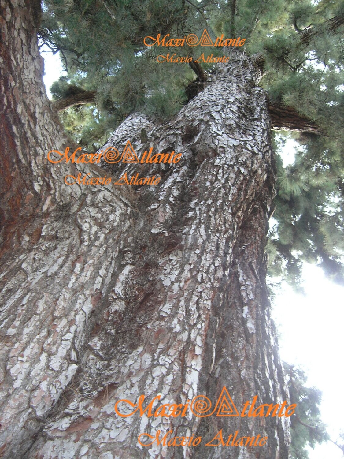 Pinos de Vilaflor14