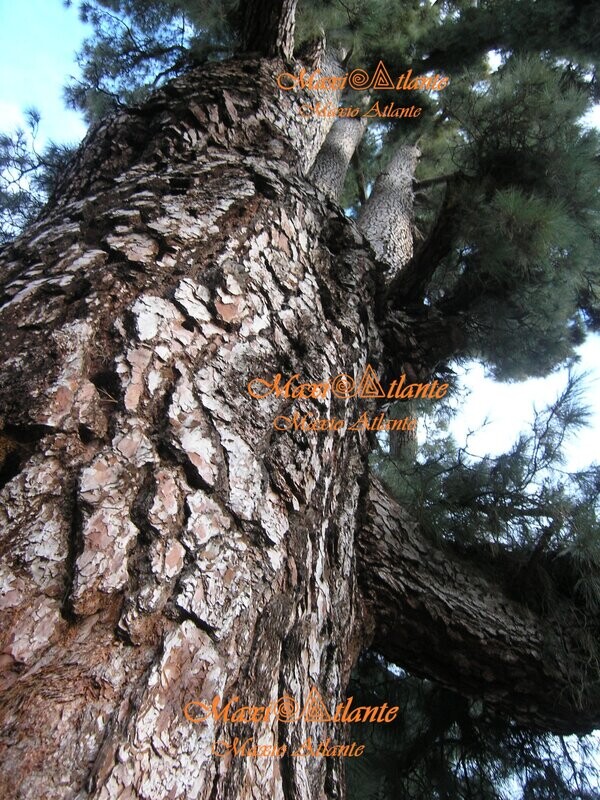 Pinos de Vilaflor15