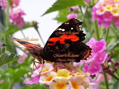 Colección Mariposa Vanesa Vulcania Tenerife patrón extraordinario