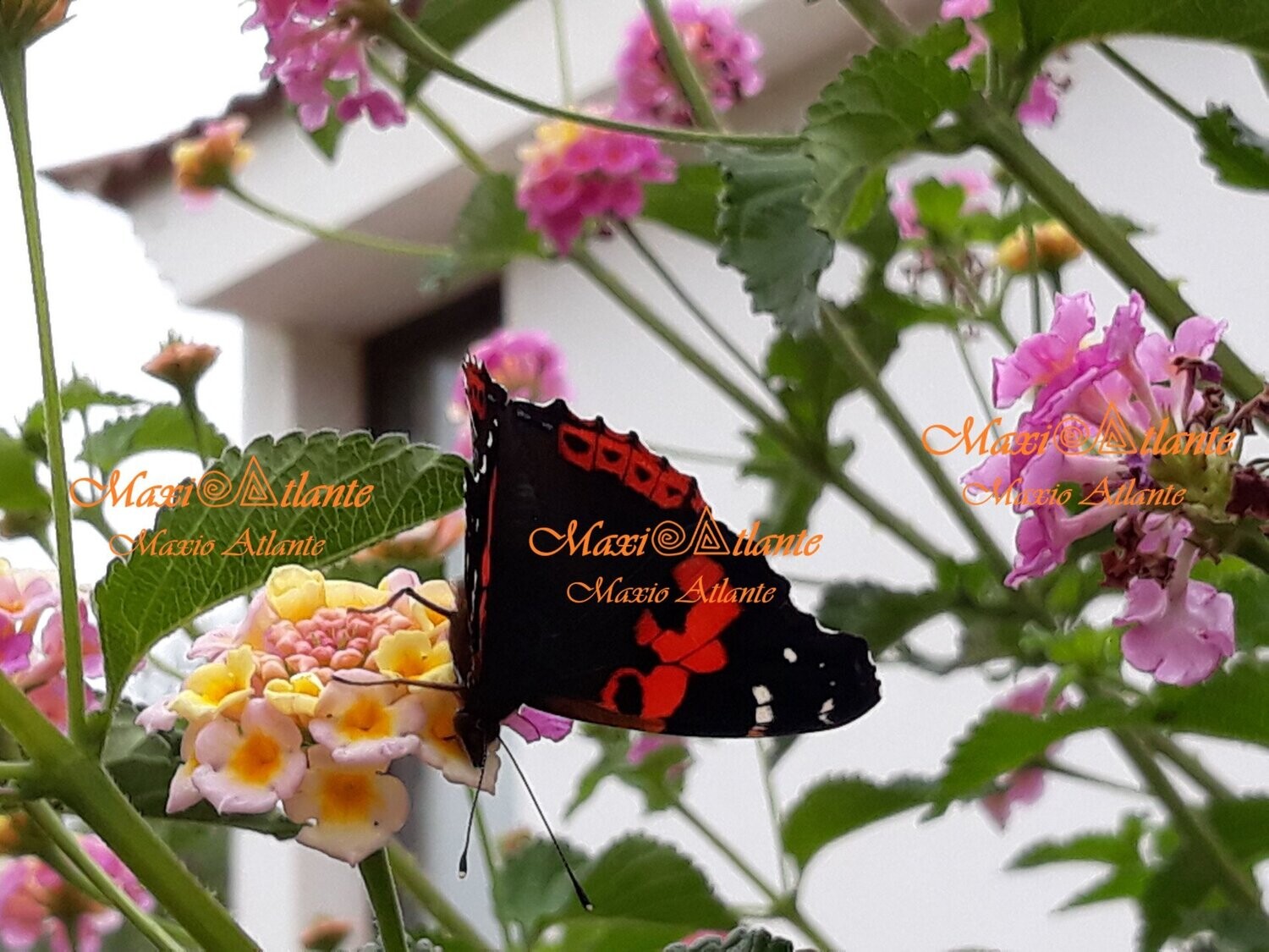 Mariposa Vanesa Vulcania patrón extraordinario02