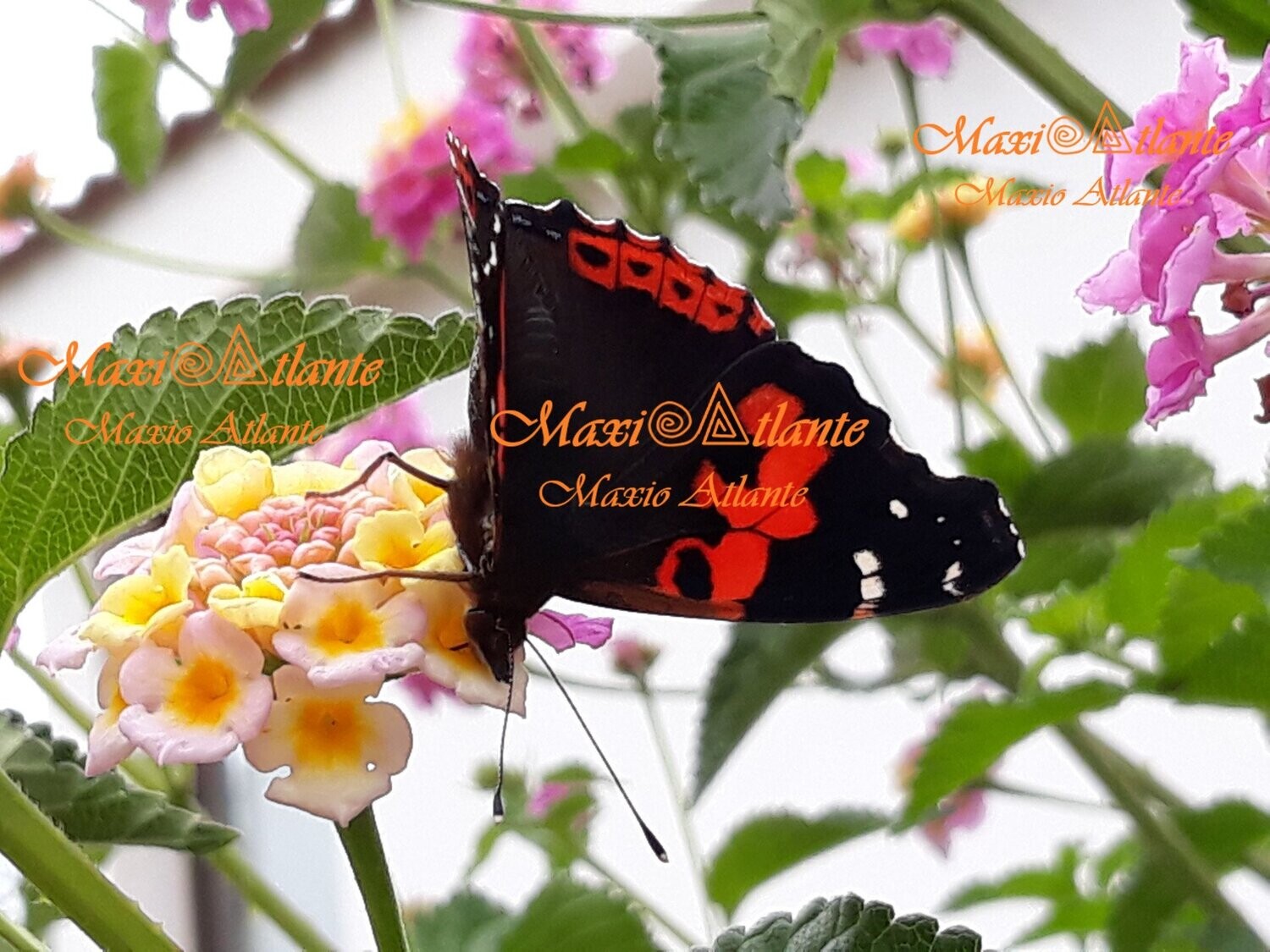 Mariposa Vanesa Vulcania patrón extraordinario04