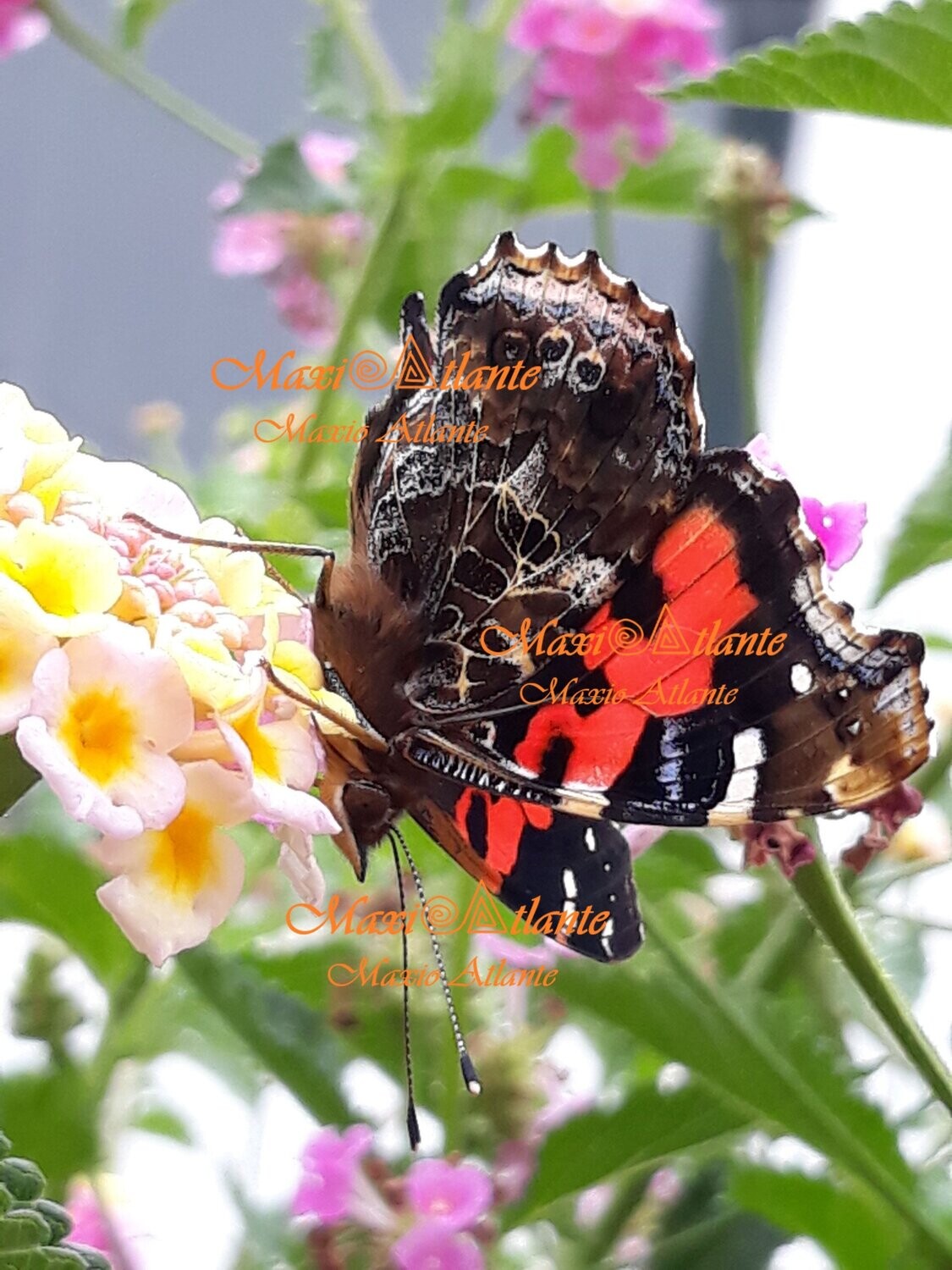 Mariposa Vanesa Vulcania patrón extraordinario06
