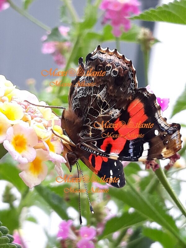 Mariposa Vanesa Vulcania patrón extraordinario06