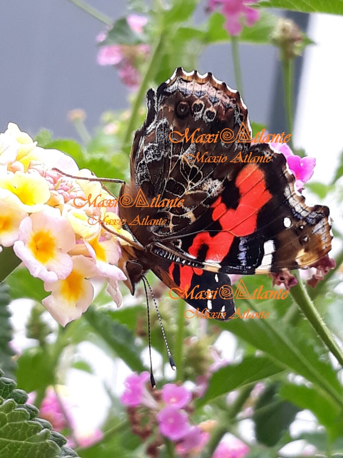 Mariposa Vanesa Vulcania patrón extraordinario07