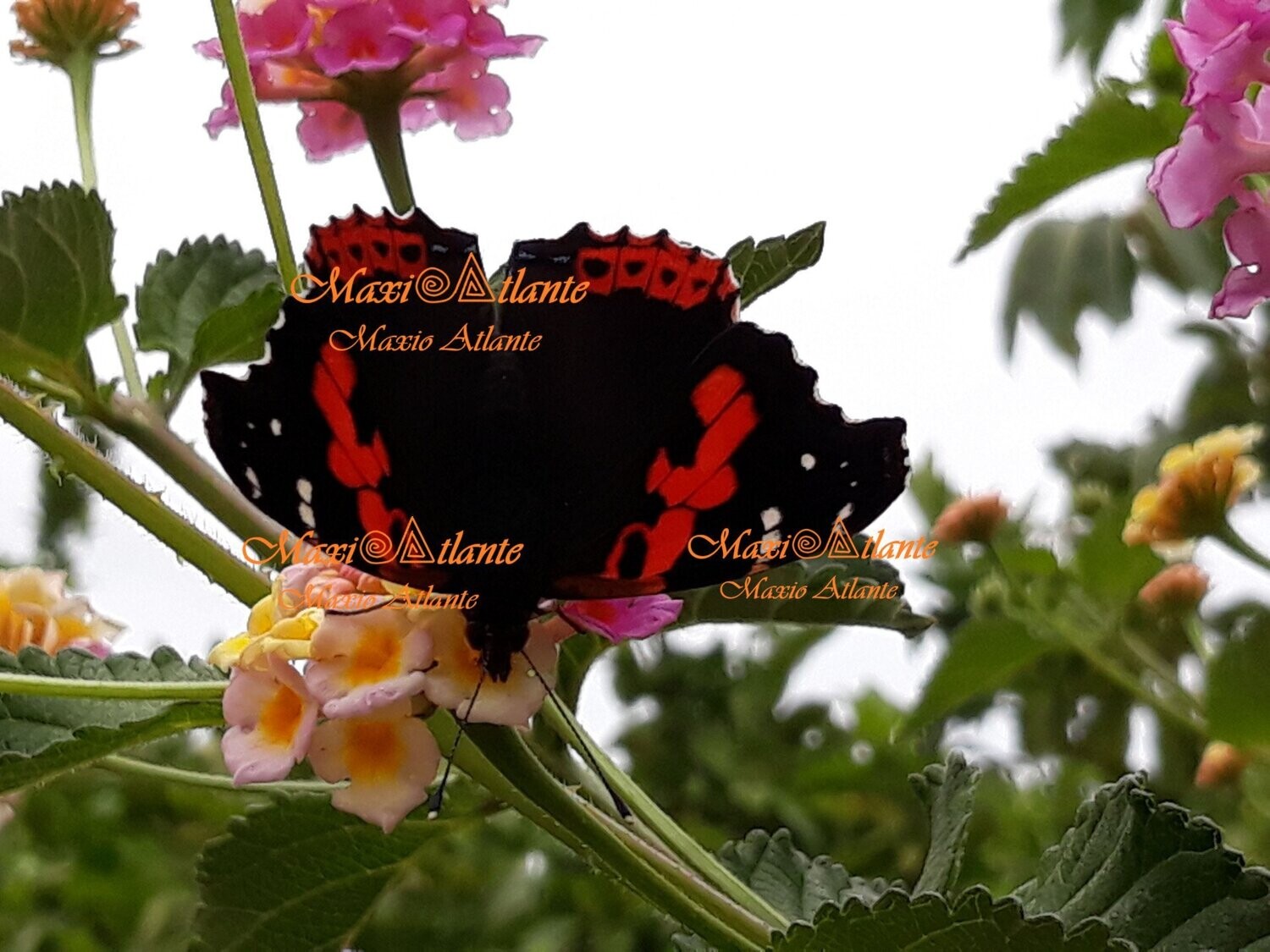 Mariposa Vanesa Vulcania patrón extraordinario09