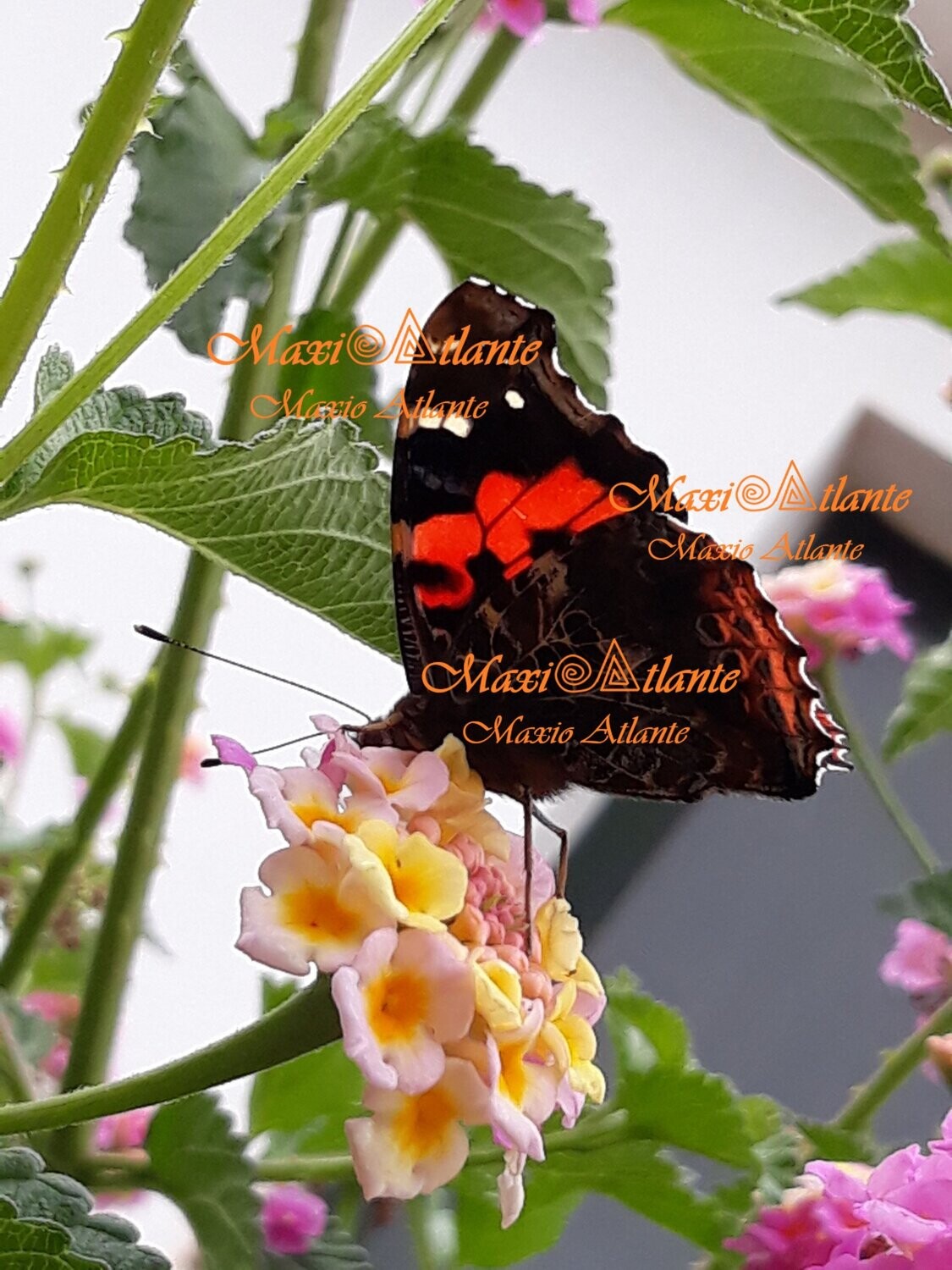 Mariposa Vanesa Vulcania patrón extraordinario12