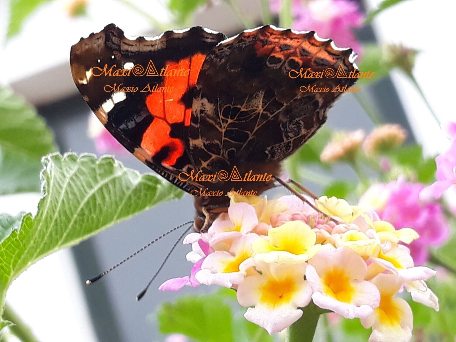 Mariposa Vanesa Vulcania patrón extraordinario13