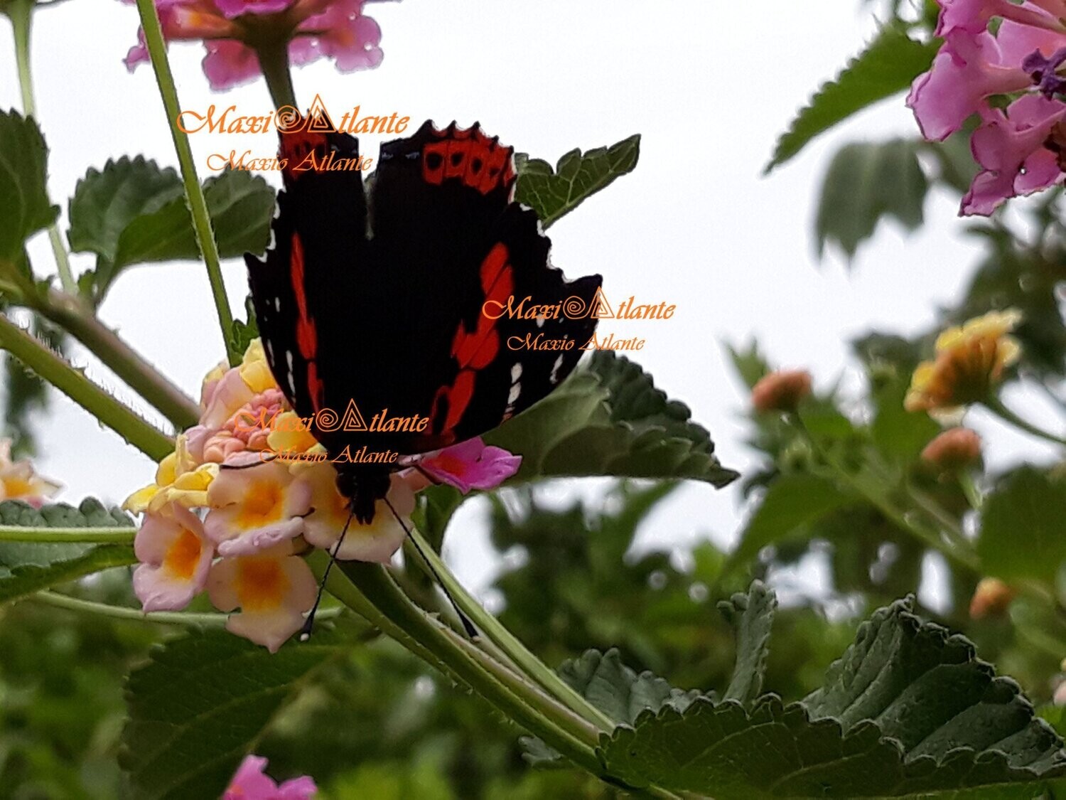 Mariposa Vanesa Vulcania patrón extraordinario08