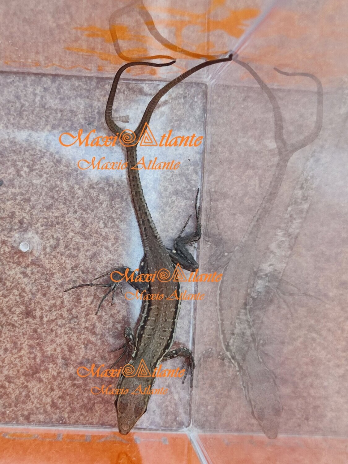 Foto de lagarto de dos rabos01