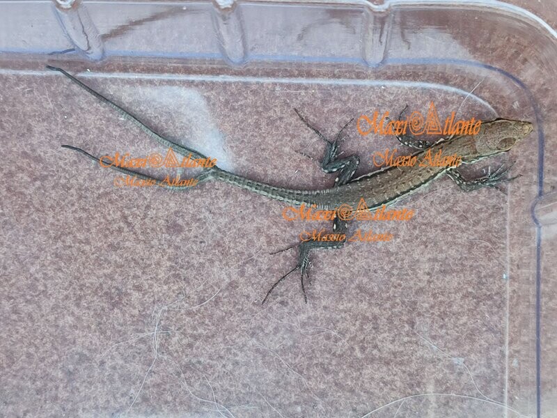 Foto de lagarto de dos rabos02