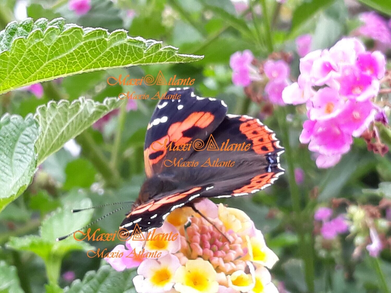 Mariposa Vanesa Vulcania patrón extraordinario11