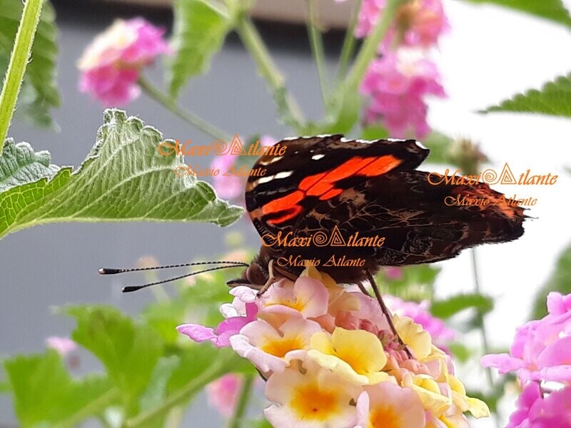 Mariposa Vanesa Vulcania patrón extraordinario10
