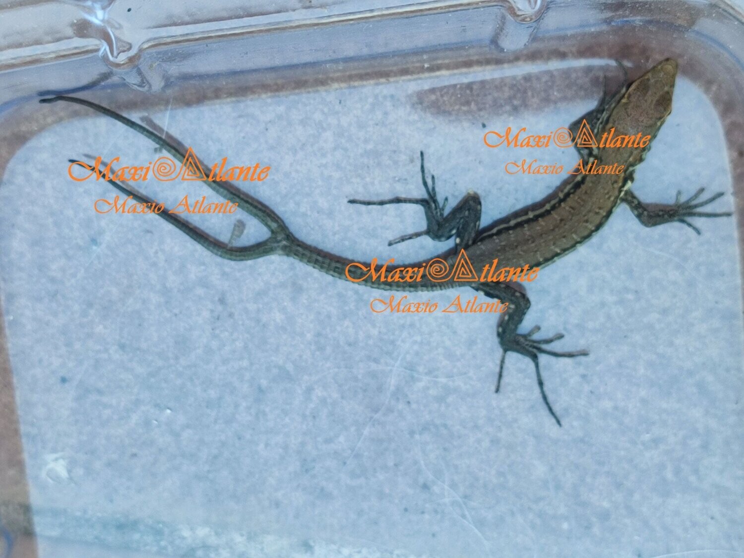 Foto de lagarto de dos rabos03