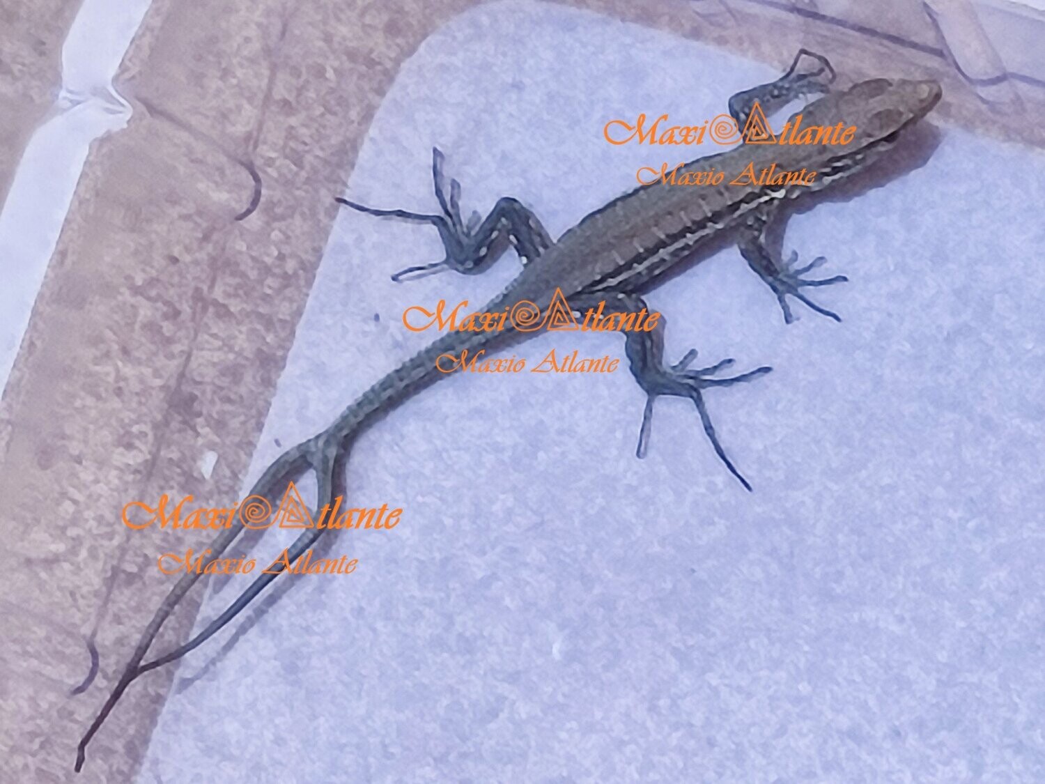 Foto de lagarto de dos rabos05