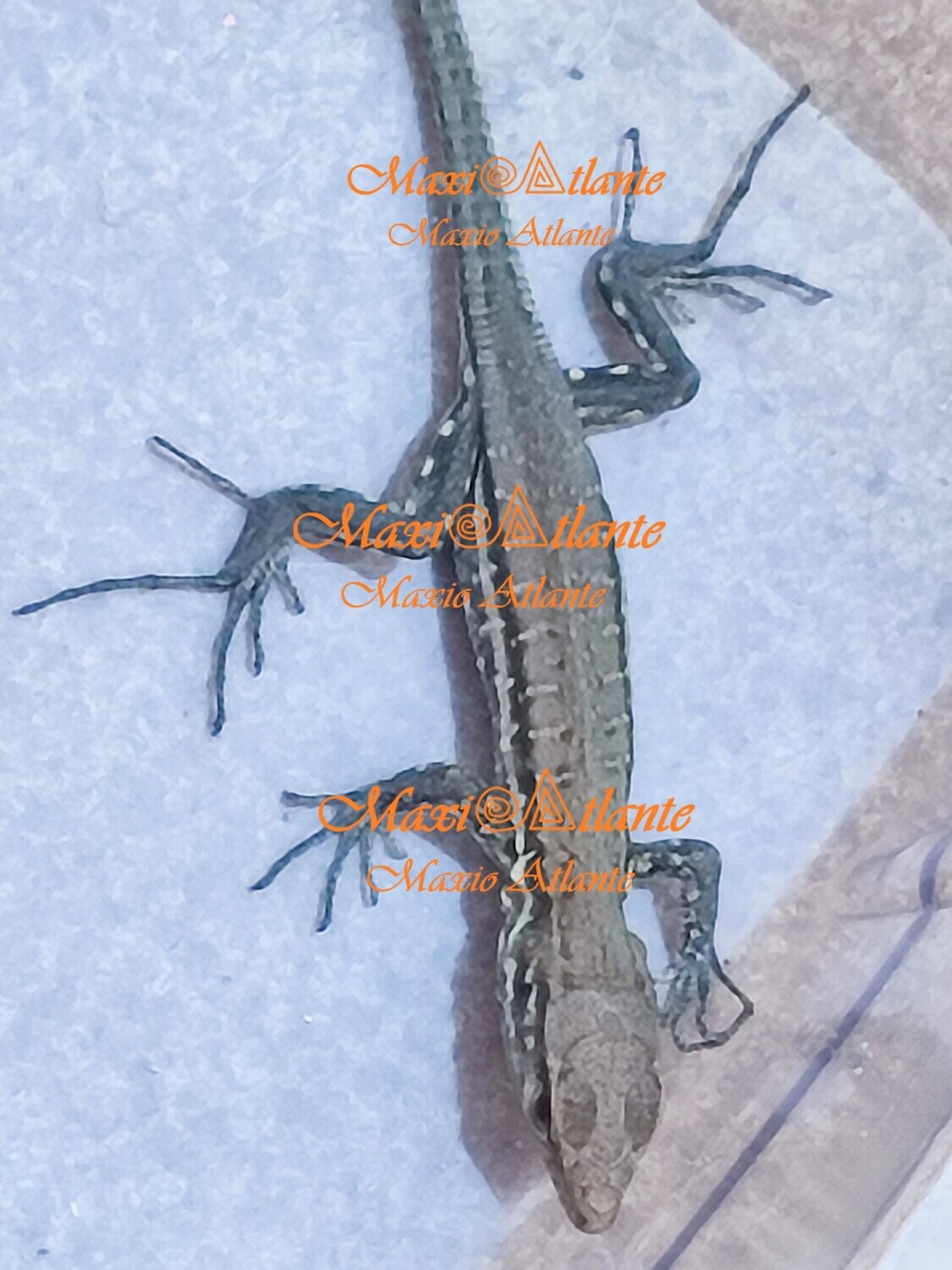 Foto de lagarto de dos rabos06