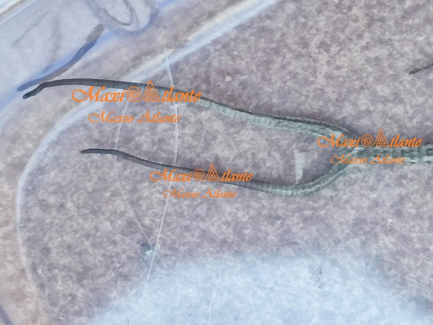 Foto de lagarto de dos rabos04