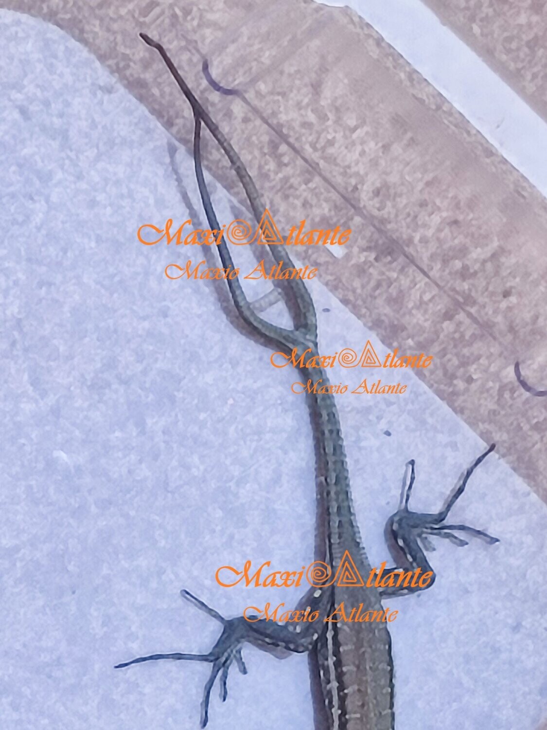 Foto de lagarto de dos rabos07